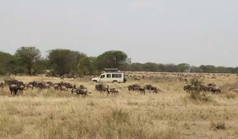 Safari Game Drives