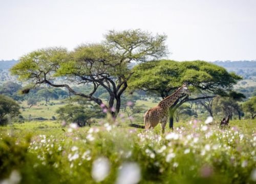 Arusha National Park