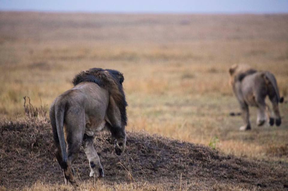 Fly-In Safari From Arusha To Serengeti