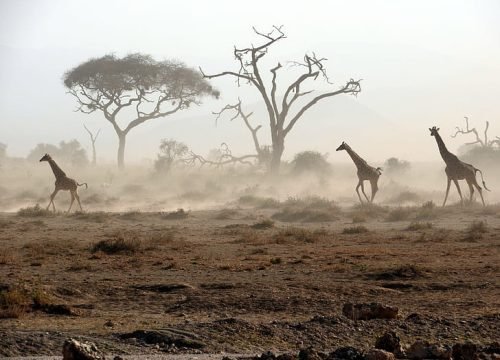 6-Day Ultimate Tanzania Safari