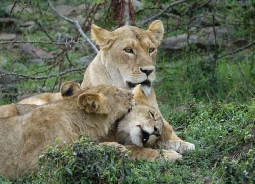 10 Days Tanzania safari