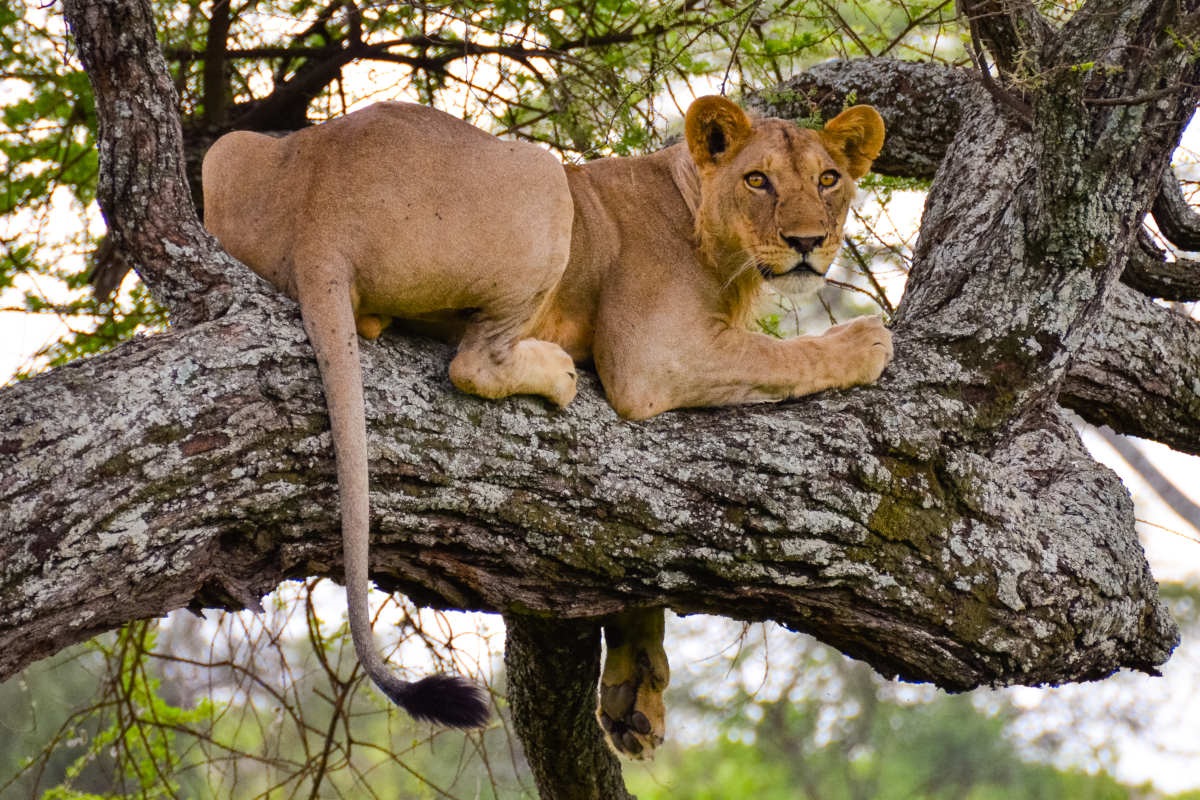 Lake Manyara