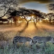 Trip to Tanzania