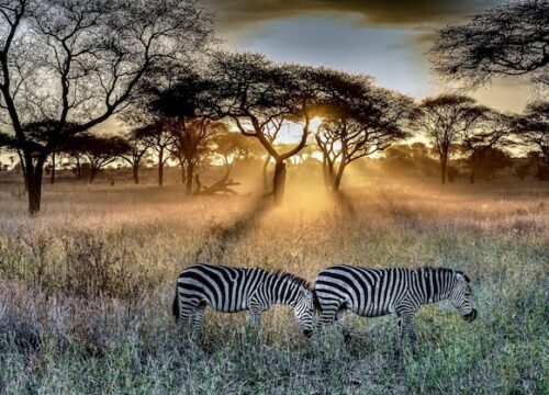 How to Plan a Trip to Tanzania: A Complete Step-by-Step Guide 2025