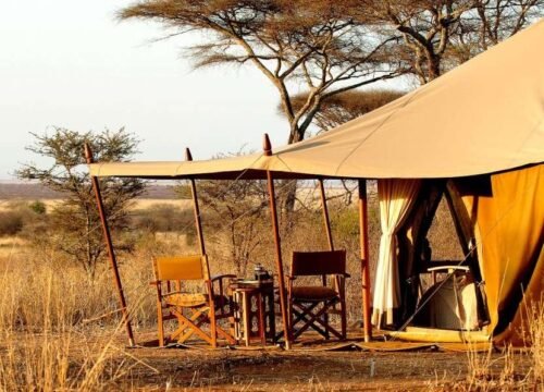 The Ultimate Safari in Tanzania Guide: Parks, Seasons & Wildlife