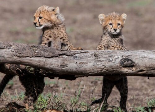 9 DAYS SECLUDED TANZANIA SAFARI