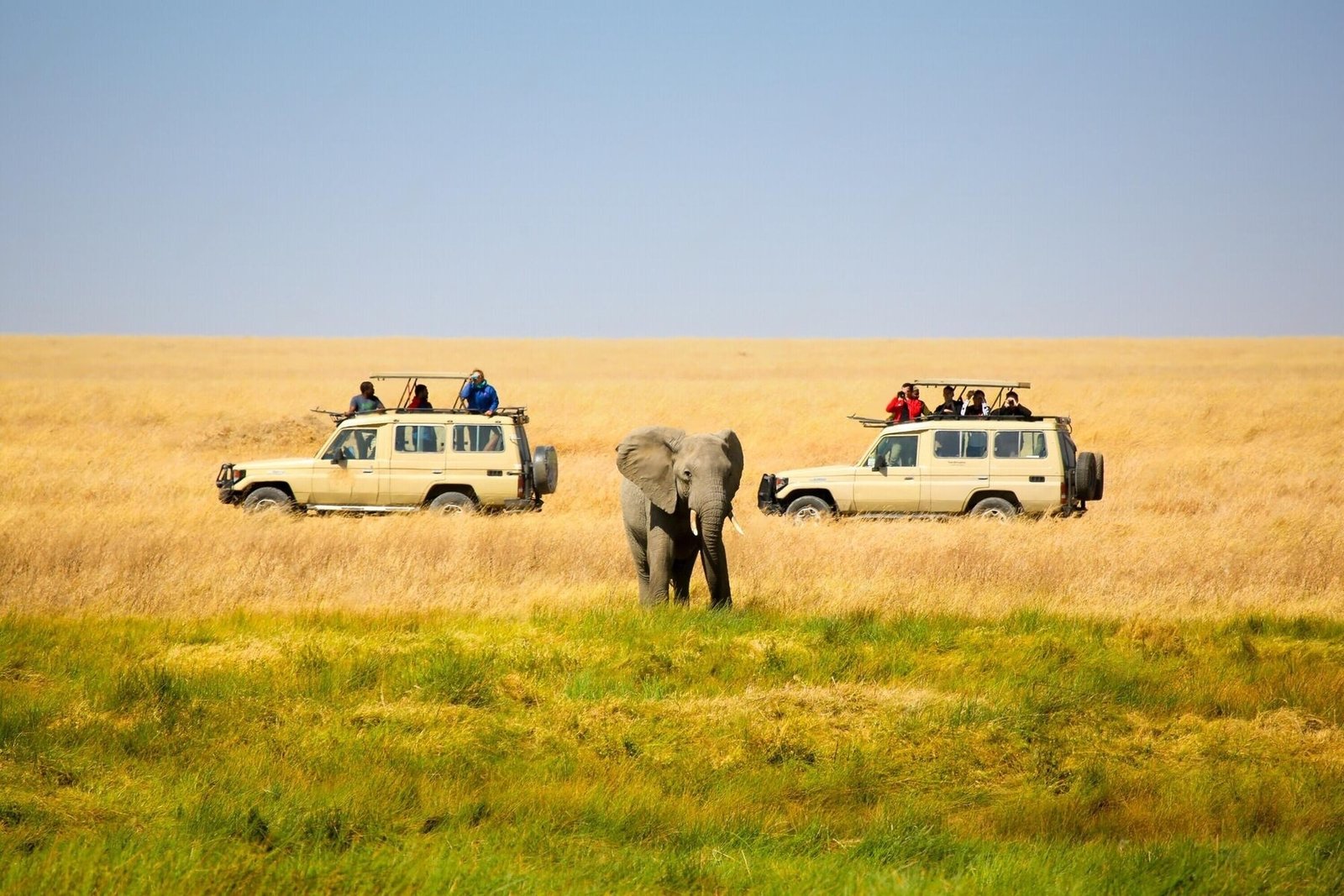 Wildlife Safaris-Northern Tanzania