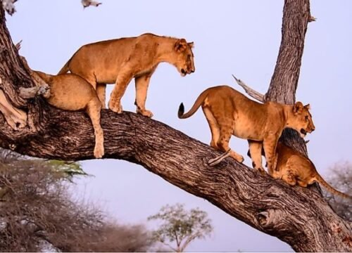 3 Days Safari to Serengeti and Ngorongoro Crater.