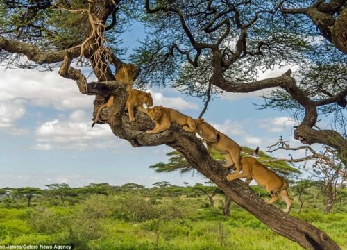 Lake Manyara National Park