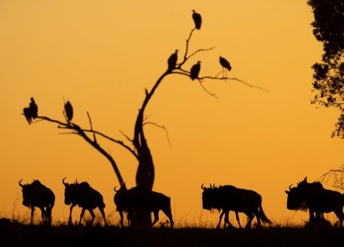 7 Days Serengeti Migration Safaris