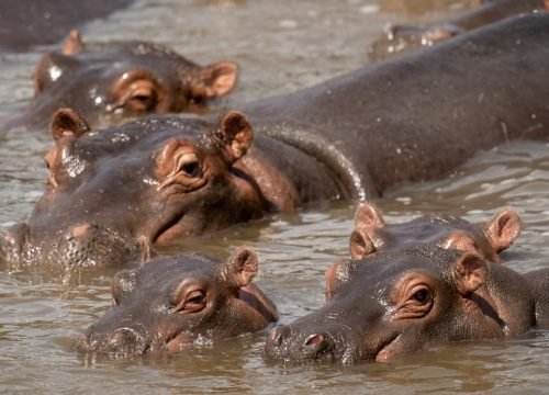 2 Days Safari: Tarangire & Ngorongoro Crater