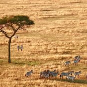 Tanzania national parks2025