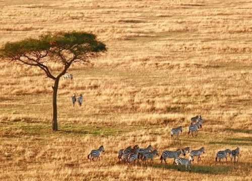 Discover the Top 5 Tanzania National Parks That Make Your Safari Unforgettable