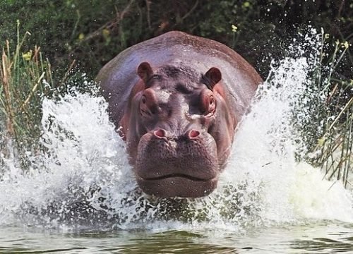 10 Days Private Guided Tanzania Safari