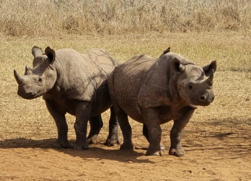 Mkomazi National Park