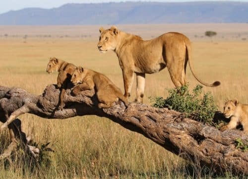 9-Day Private Safari Adventure in Tanzania ( Family Adventure )
