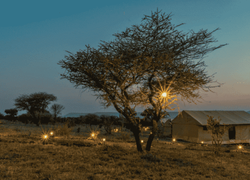 Out In Africa Serengeti Camp ( Central )