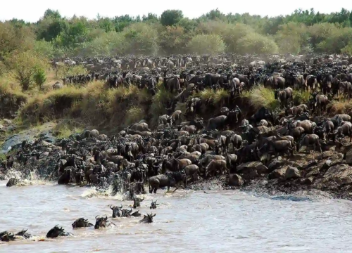 7-Day Migration Crossing Mid-Range Safari (July-October)