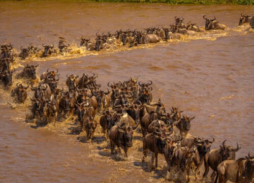 8-Day Lake Natron & Migration Crossing Safari (July to October)