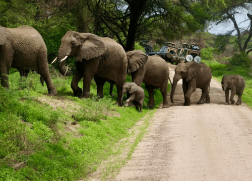 The Royal Savannah 5-Day Private Safari